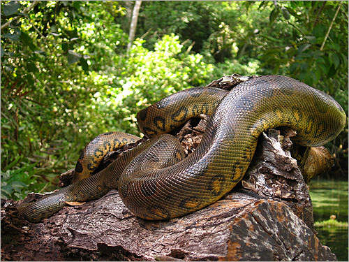 Anaconda 05